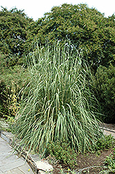 Ravenna Grass (Erianthus ravennae) at English Gardens