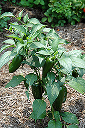 Jalapeno Pepper (Capsicum annuum 'Jalapeno') at English Gardens