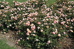 Apricot Drift Rose (Rosa 'Meimirrote') at English Gardens