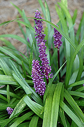 Royal Purple Lily Turf (Liriope muscari 'Royal Purple') at English Gardens