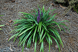 Royal Purple Lily Turf (Liriope muscari 'Royal Purple') at English Gardens