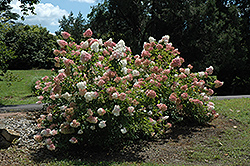 Vanilla Strawberry Hydrangea (Hydrangea paniculata 'Renhy') at English Gardens