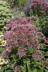 Baby Joe Dwarf Joe Pye Weed (Eupatorium dubium 'Baby Joe') at English Gardens