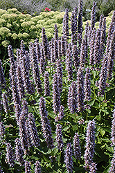 Blue Fortune Anise Hyssop (Agastache 'Blue Fortune') at English Gardens