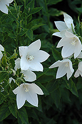 Fuji White Balloon Flower (Platycodon grandiflorus 'Fuji White') at English Gardens