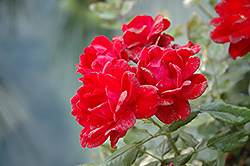 Milano Kolorscape Rose (Rosa 'KORjuwko') at English Gardens