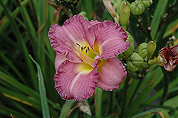 Entrapment Daylily (Hemerocallis 'Entrapment') at English Gardens