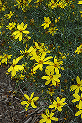 Electric Avenue Tickseed (Coreopsis verticillata 'Electric Avenue') at English Gardens