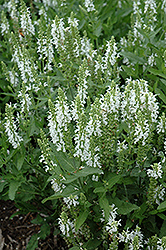 Lyrical White Meadow Sage (Salvia nemorosa 'Florsalwhite') at English Gardens
