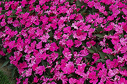 SunPatiens Compact Lilac New Guinea Impatiens (Impatiens 'SakimP063') at English Gardens