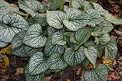 Jack Frost Bugloss (Brunnera macrophylla 'Jack Frost') at English Gardens