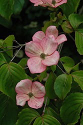 Stellar Pink Flowering Dogwood (Cornus 'Stellar Pink') at English Gardens