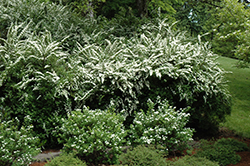 Snowmound Spirea (Spiraea nipponica 'Snowmound') at English Gardens