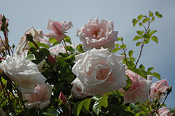 New Dawn Rose (Rosa 'New Dawn') at English Gardens