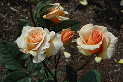 Brandy Rose (Rosa 'Brandy') at English Gardens
