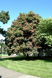 Ruby Red Horse Chestnut (Aesculus x carnea 'Briotti') at English Gardens