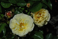 Popcorn Drift Rose (Rosa 'Novarospop') at English Gardens