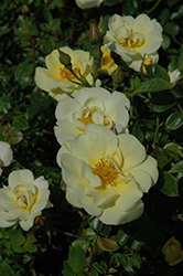 Lemon Drift Rose (Rosa 'Meisentmil') at English Gardens
