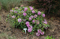 Minnetonka Rhododendron (Rhododendron 'Minnetonka') at English Gardens