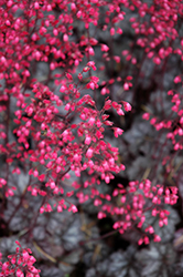 Glitter Coral Bells (Heuchera 'Glitter') at English Gardens