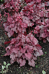 Grape Soda Coral Bells (Heuchera 'Grape Soda') at English Gardens