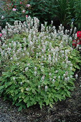 Spring Symphony Foamflower (Tiarella 'Spring Symphony') at English Gardens