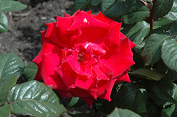 Grande Amore Eleganza Rose (Rosa 'KORcoluma') at English Gardens