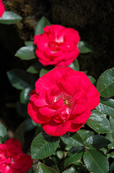 Cherry Sunblaze Rose (Rosa 'Meibekarb') at English Gardens