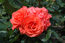 Marmalade Skies Rose (Rosa 'Marmalade Skies') at English Gardens