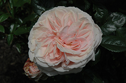 Cream Veranda Rose (Rosa 'KORfloci01') at English Gardens