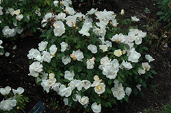White Knock Out Rose (Rosa 'Radwhite') at English Gardens