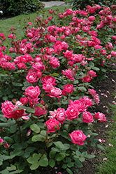 Double Knock Out Rose (Rosa 'Radtko') at English Gardens