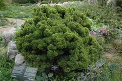 Sherwood Compact Mugo Pine (Pinus mugo 'Sherwood Compact') at English Gardens