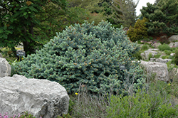 St. Mary's Broom Creeping Blue Spruce (Picea pungens 'St. Mary's Broom') at English Gardens