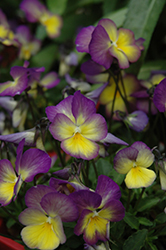 Celestial Starry Night Pansy (Viola cornuta 'Lord Primrose') at English Gardens