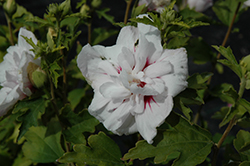 China Chiffon Rose of Sharon (Hibiscus syriacus 'Bricutts') at English Gardens