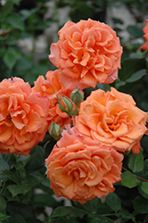 Adobe Sunrise Rose (Rosa 'Meipluvia') at English Gardens