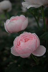 Queen Of Sweden Rose (Rosa 'Queen Of Sweden') at English Gardens
