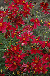 Red Satin Tickseed (Coreopsis 'Red Satin') at English Gardens