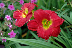 Happy Ever Appster Red Hot Returns Daylily (Hemerocallis 'Red Hot Returns') at English Gardens