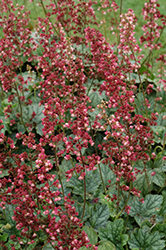 Berry Timeless Coral Bells (Heuchera 'Berry Timeless') at English Gardens