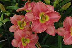 Scottish Fantasy Daylily (Hemerocallis 'Scottish Fantasy') at English Gardens