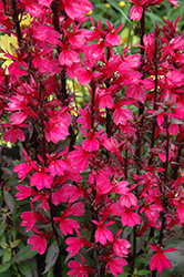 Starship Deep Rose Lobelia (Lobelia 'Starship Deep Rose') at English Gardens