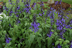 Black & Bloom Sage (Salvia guaranitica 'Black & Bloom') at English Gardens