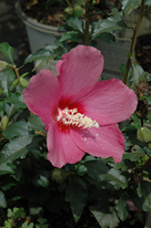 Lil' Kim Red Rose of Sharon (Hibiscus syriacus 'SHIMRR38') at English Gardens