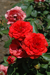 Brilliant Veranda Rose (Rosa 'KORfloci08') at English Gardens