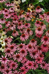 Cheyenne Spirit Coneflower (Echinacea 'Cheyenne Spirit') at English Gardens