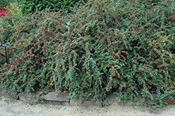 Cranberry Cotoneaster (Cotoneaster apiculatus) at English Gardens