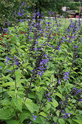 Black & Bloom Sage (Salvia guaranitica 'Black & Bloom') at English Gardens