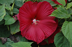 Honeymoon Deep Red Hibiscus (Hibiscus 'Honeymoon Deep Red') at English Gardens